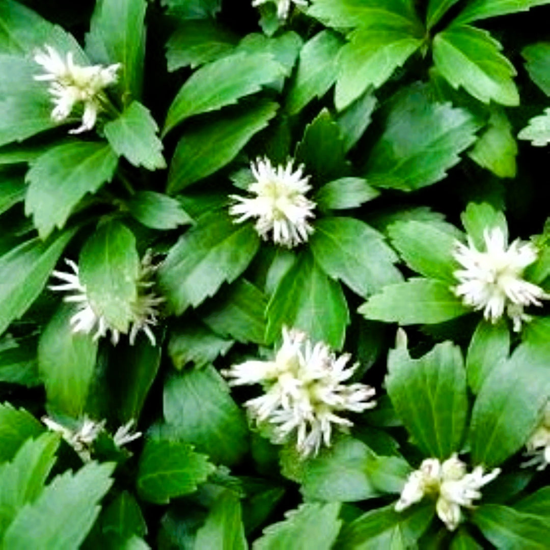 Pachysandra terminalis 'Green Sheen' Pachysandra, 1 Quart Perennial