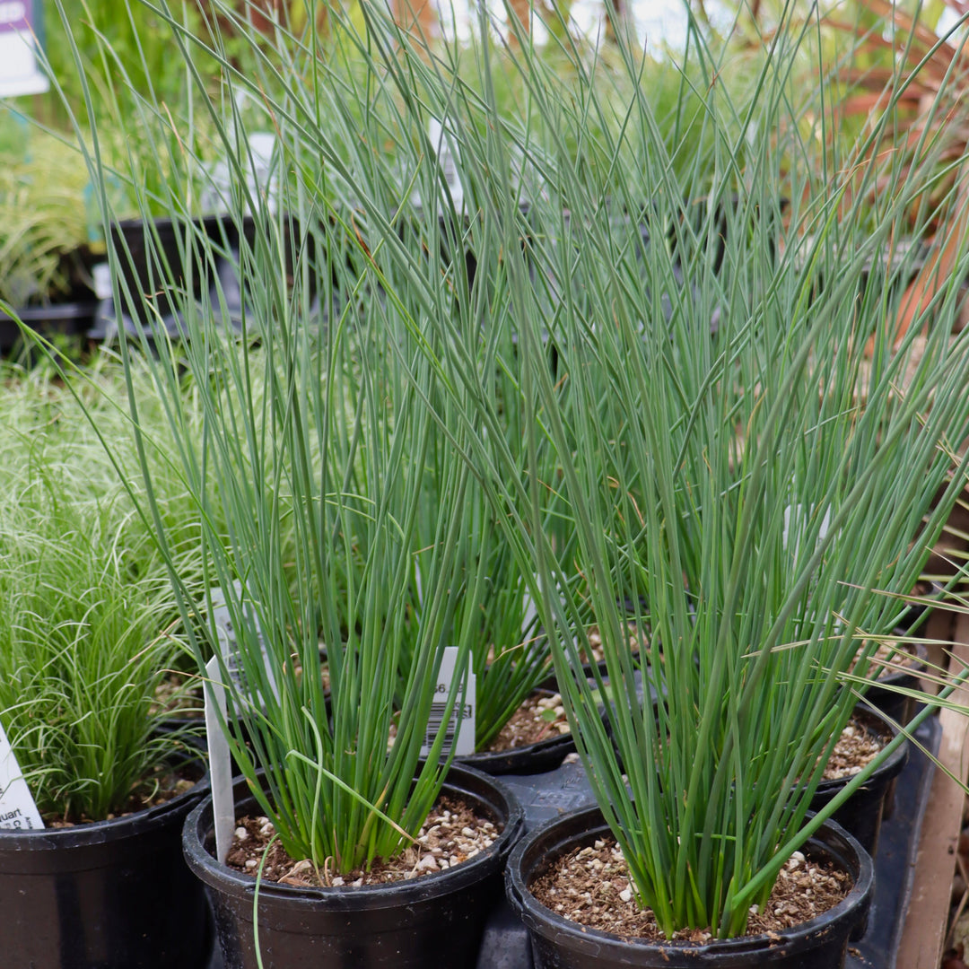 Juncus inflexus 'Blue Arrows' Blue Arrows ColorGrass® Blue Arrows Rush, 4 Inch/Quart Perennial