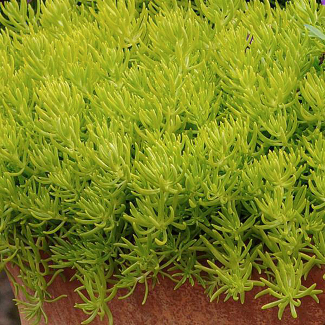 Sedum x 'Lemon Ball' Creeping Sedum, 1 Quart Perennial