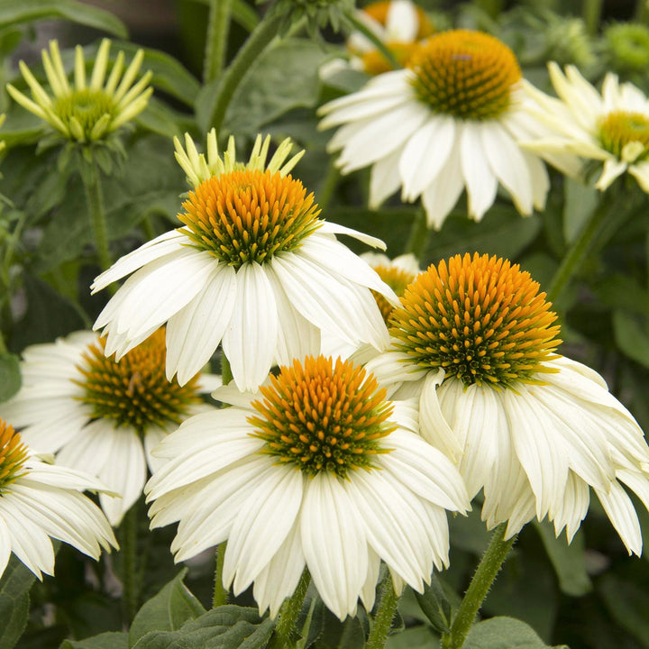 Echinacea 'PowWow White' Coneflower, 1 Gallon Perennial