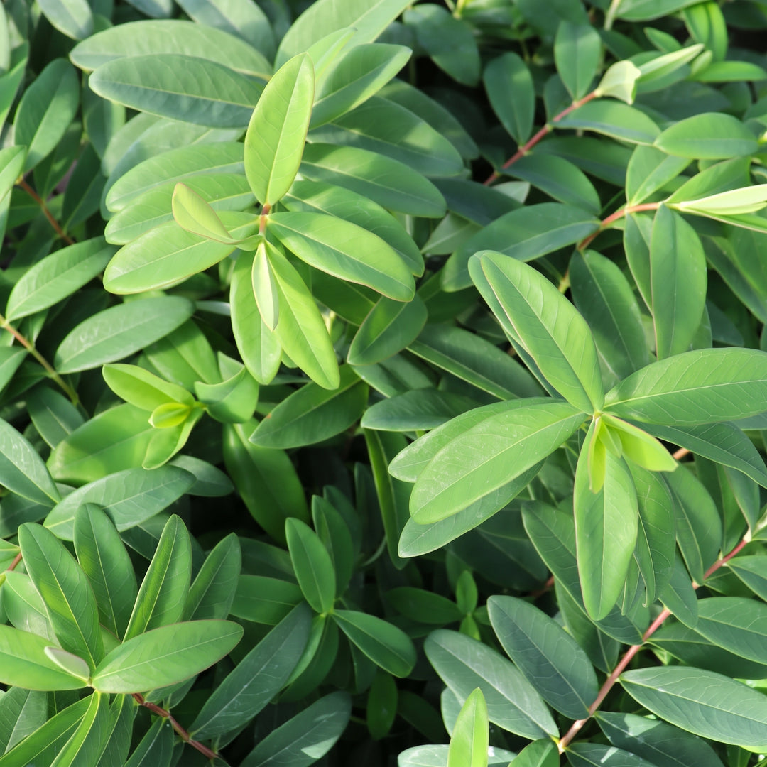 Hypericum calycinum St John’s Wort, 4 Inch/Quart Perennial