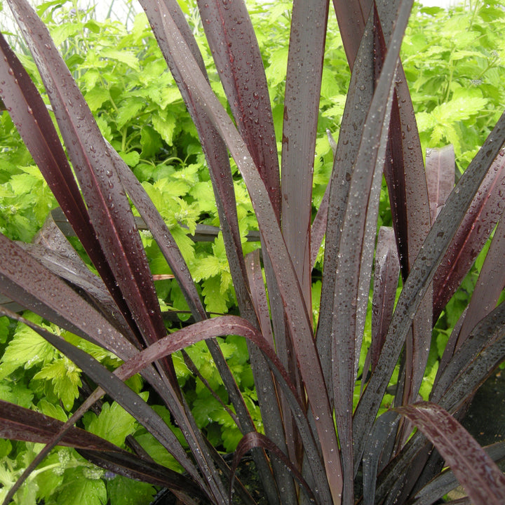 Phormium 'Black Adder' New Zealand Flax, 1 Gallon Perennial