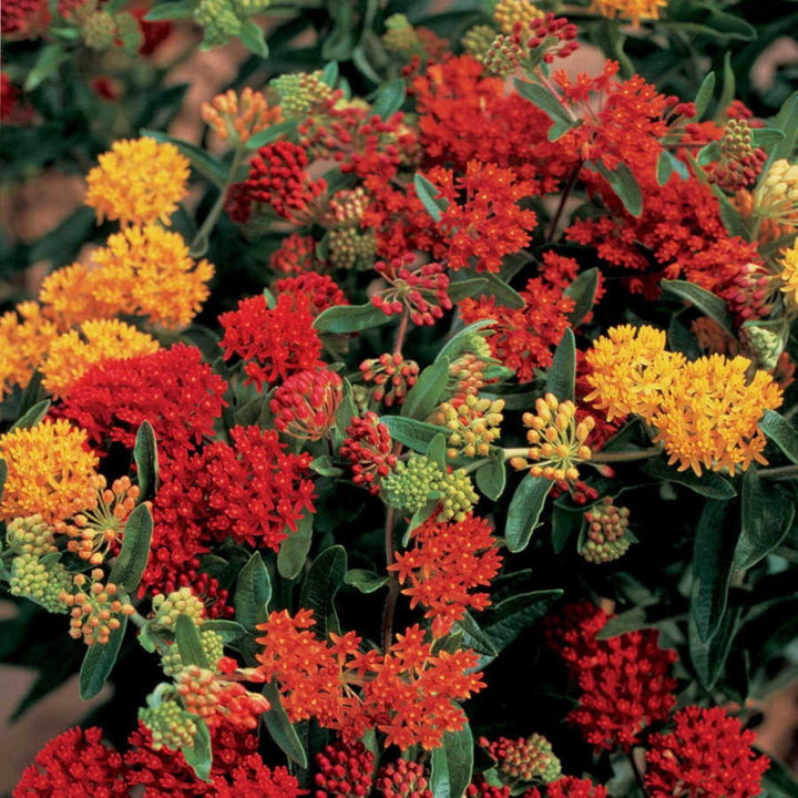 Asclepias tuberosa 'Gay Butterflies' Butterfly Milkweed, 1 Gallon Perennial