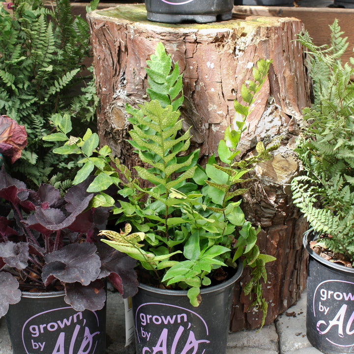 Cyrtomium fortunei Fortune's Holly Fern, 1 Gallon Perennial