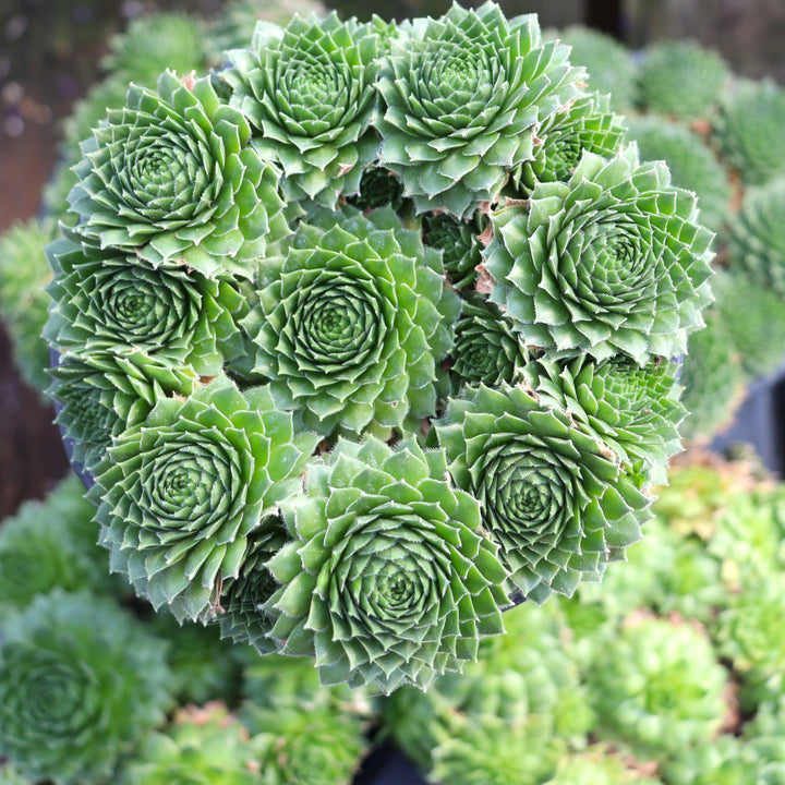 Sempervivum 'Green Wheel' Hens & Chicks, 4 Inch/Quart Perennial