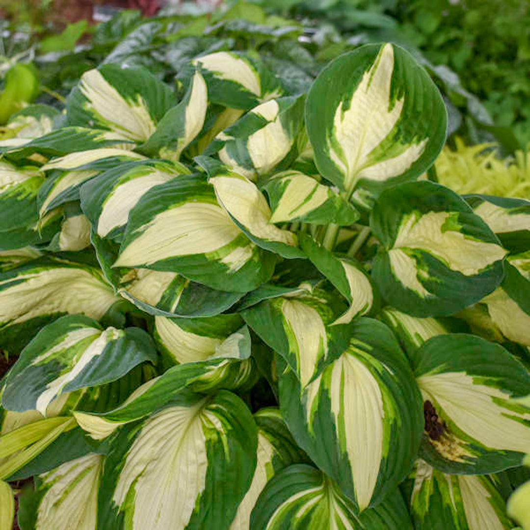 Hosta x 'June' Hosta, 1 Quart Perennial