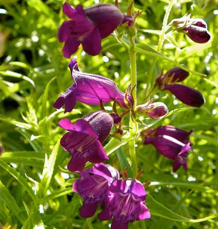 Penstemon x mexicali 'Pikes Peak Purple' Pikes Peak Purple® Penstemon, 1 Gallon Perennial