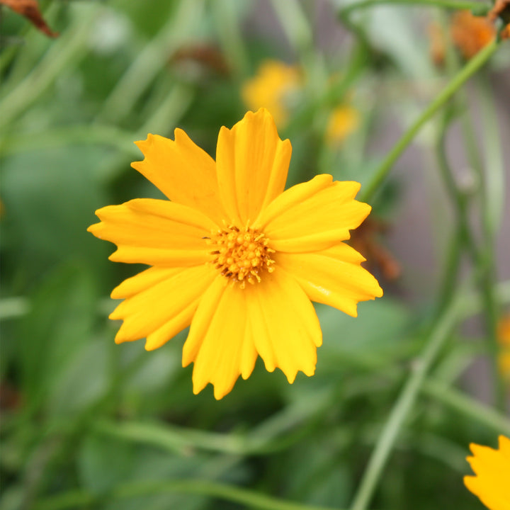 Coreopsis auriculata 'Nana' Coreopsis, 1 Gallon Perennial