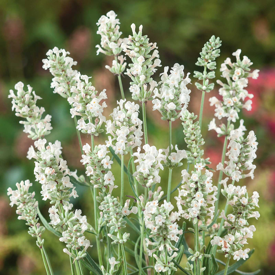 Lavandula angustifolia 'Ellagance Snow' English Lavender, 1 Quart Perennial