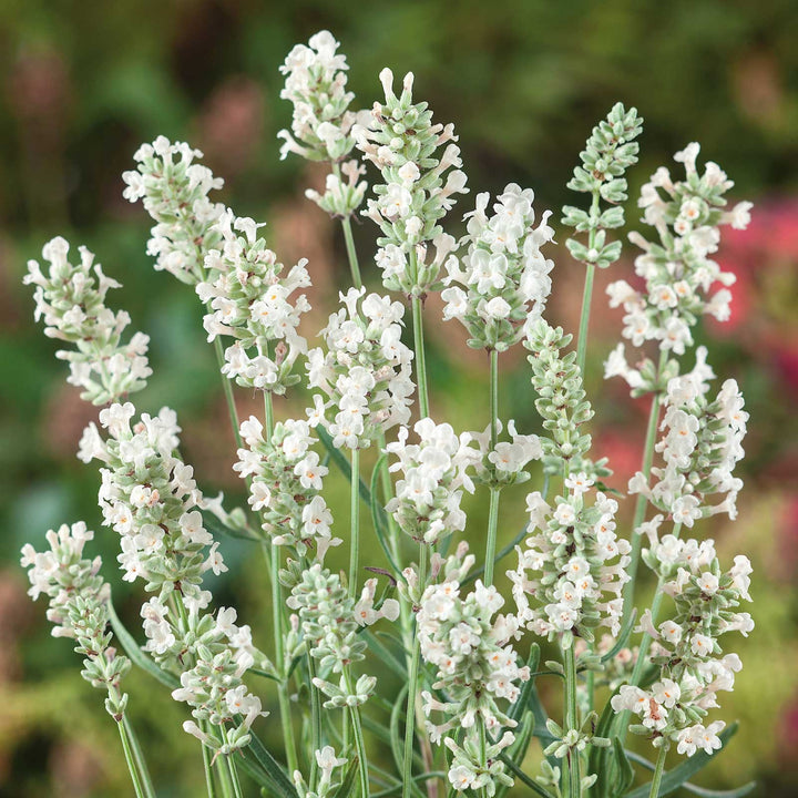 Lavandula angustifolia 'Ellagance Snow' English Lavender, 1 Quart Perennial