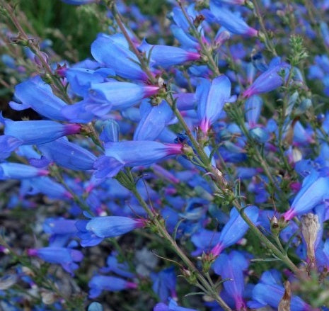 Penstemon heterophyllus 'Electric Blue' Penstemon, 1 Gallon Perennial
