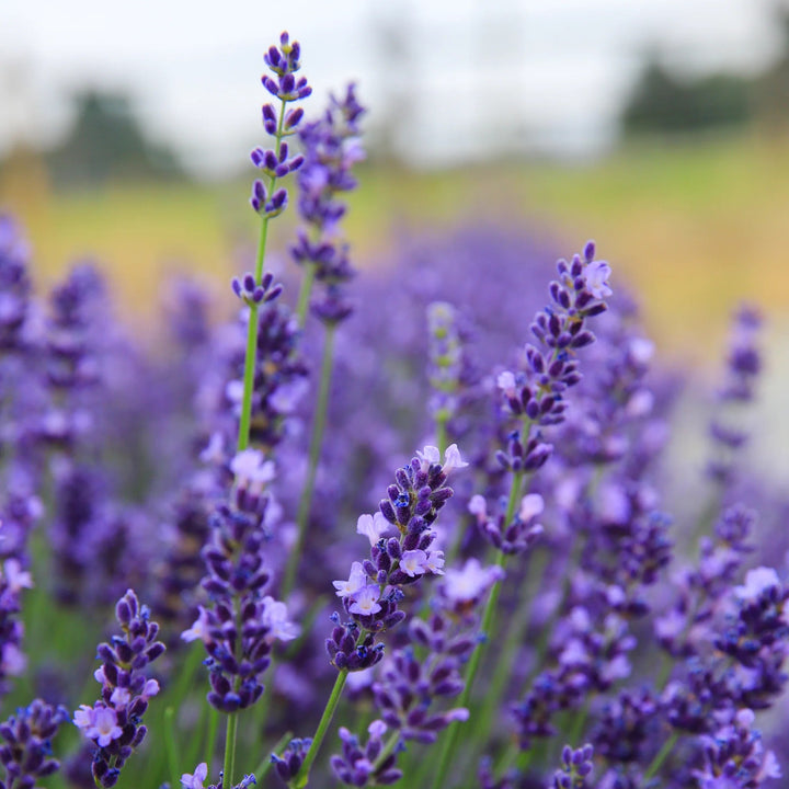 Lavandula angustifolia 'Ellagance Purple' English Lavender, 1 Gallon Perennial