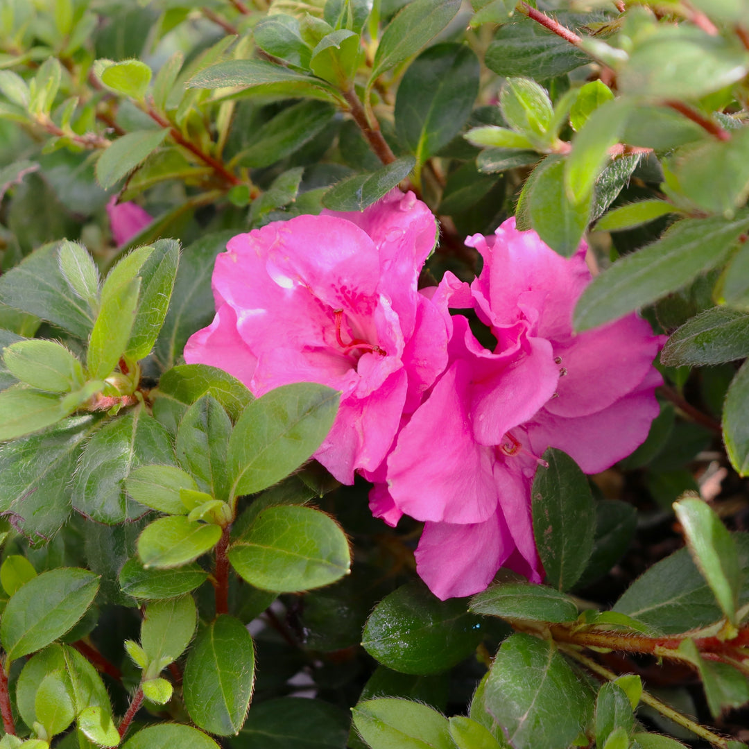 Rhododendron x 'NCRX4' PP33205 Perfecto Mundo Double Purple Azalea, 2 Gallon Shrub