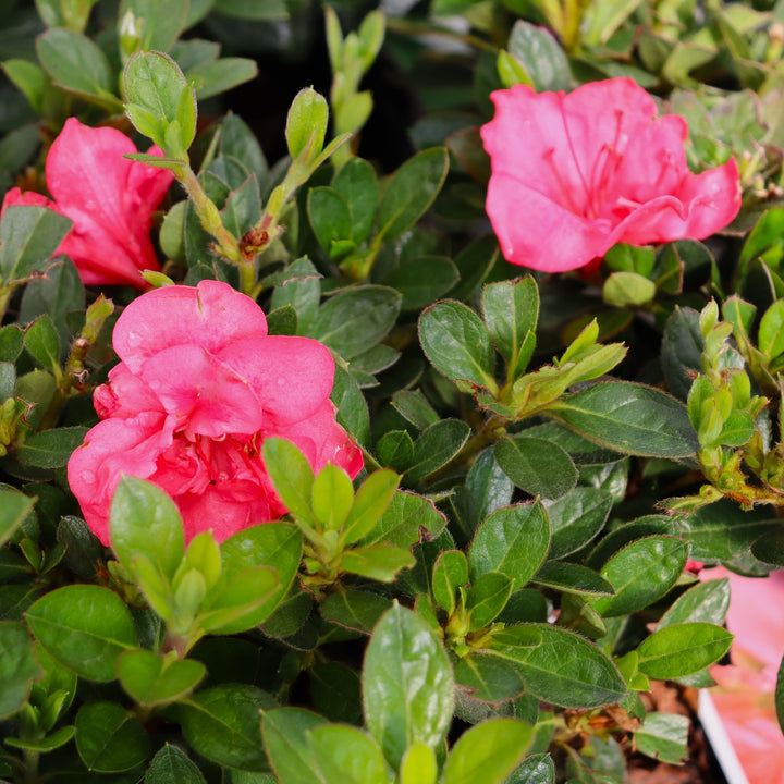 Rhododendron x 'NCRX10' PP33049 Perfecto Mundo Epic Coral Azalea, 2 Gallon Shrub