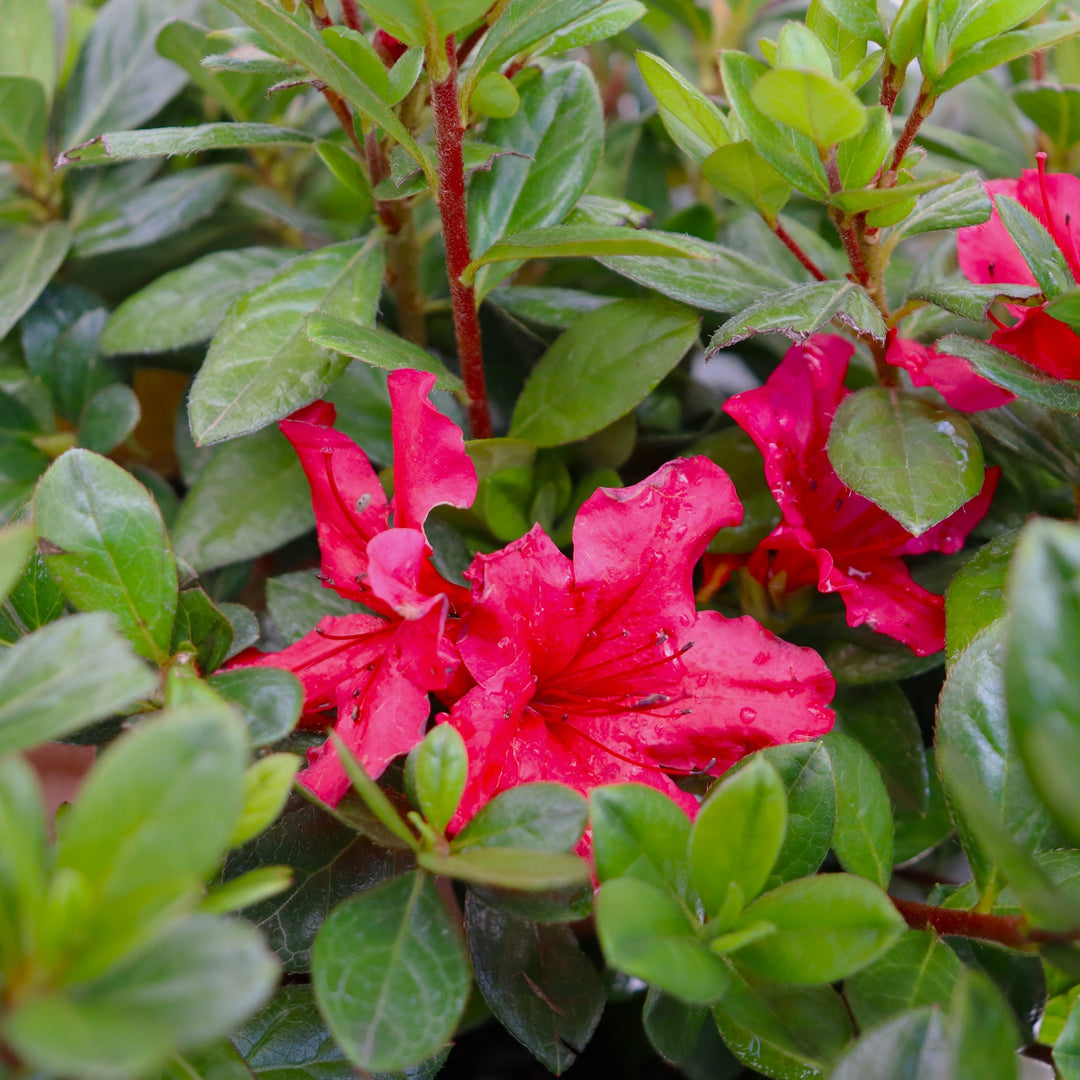 Rhododendron x 'NCRX8' PP33922 Perfecto Mundo Red Azalea, 2 Gallon Shrub