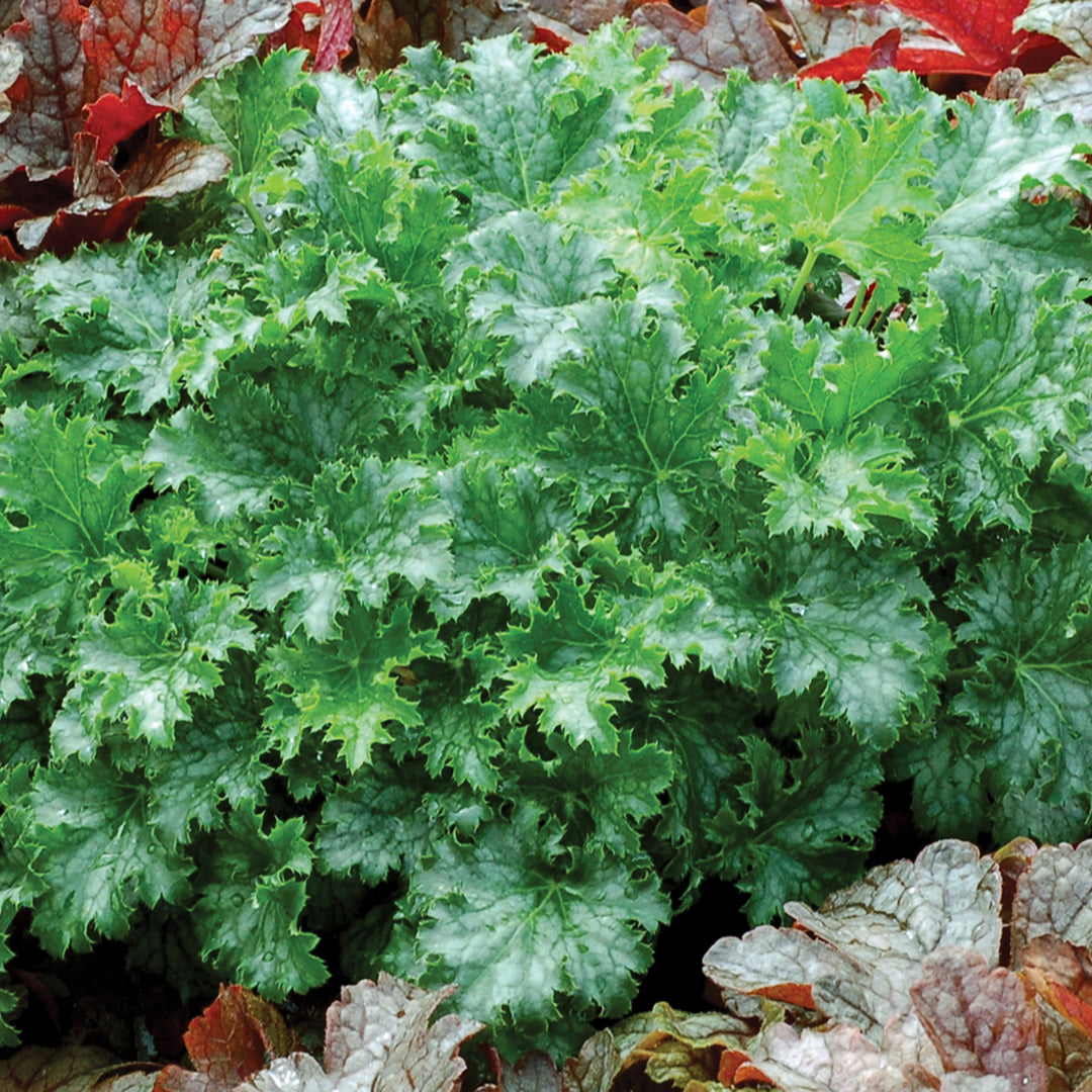 Heuchera 'Apple Crisp' PP23576 Apple Crisp™ Coral Bells, 1 Gallon Perennial
