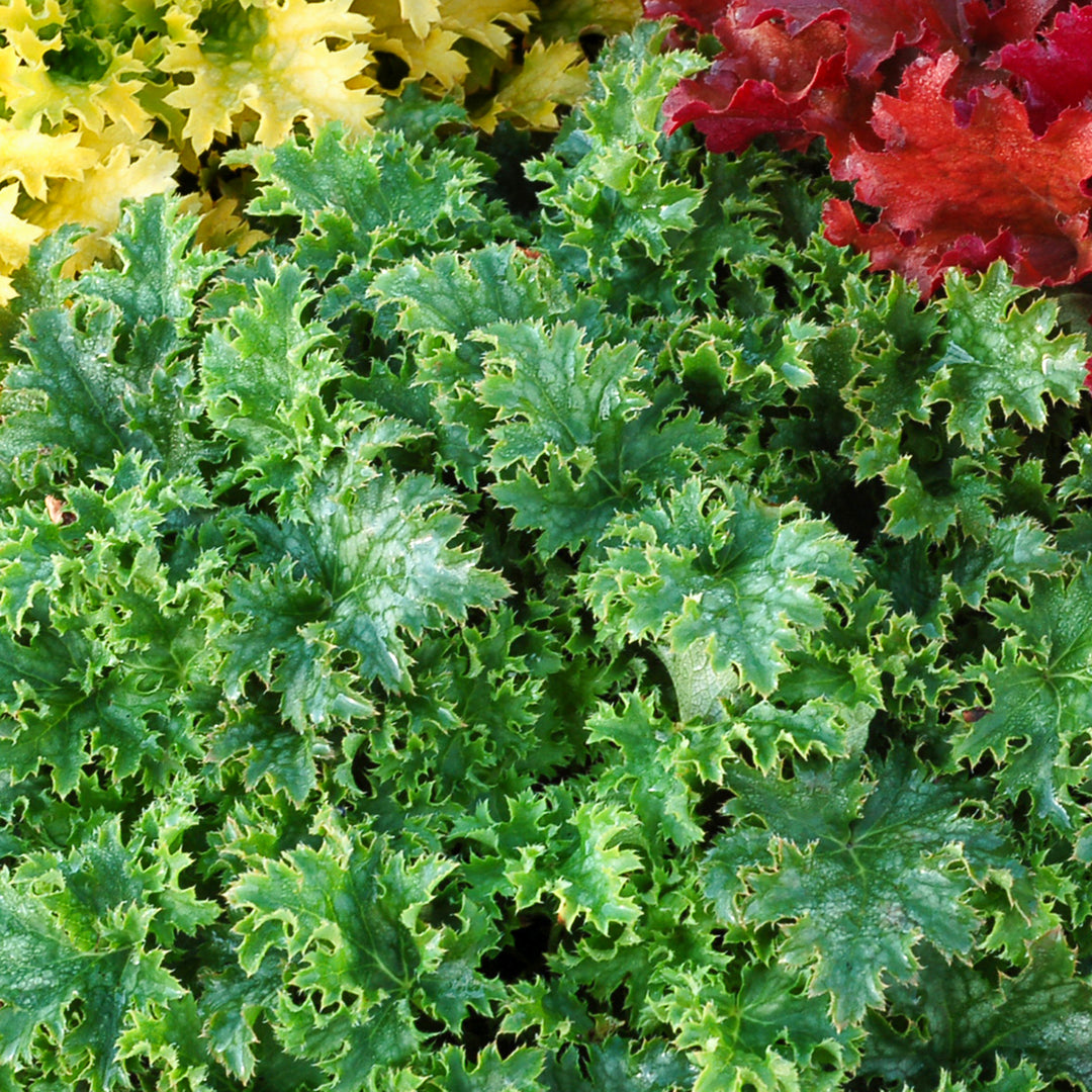 Heuchera 'Apple Crisp' PP23576 Apple Crisp™ Coral Bells, 1 Gallon Perennial