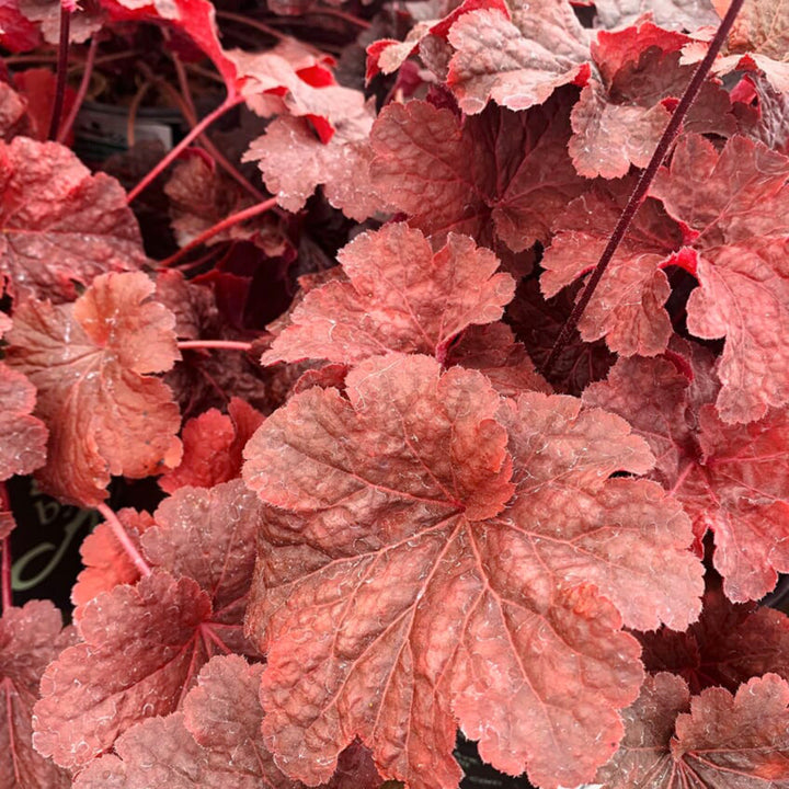 Heuchera 'Cajun Fire' PP24150 Coral Bells, 1 Gallon Perennial