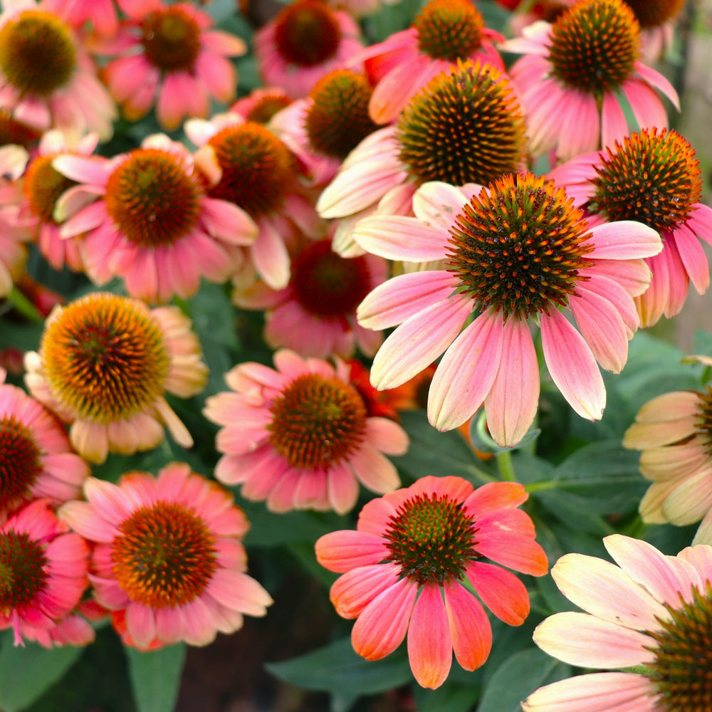 Echinacea 'Balsomcor' PP23097 Sombrero® Hot Coral Coneflower, 1 Gallon Perennial