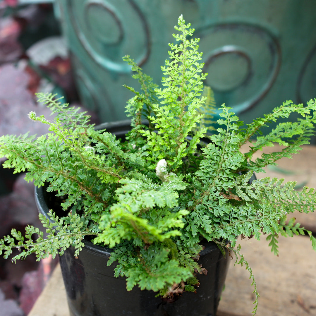 Polystichum setiferum 'Divisilobum' Alaskan Fern, 1 Quart Perennial