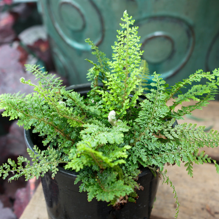 Polystichum setiferum 'Divisilobum' Alaskan Fern, 1 Quart Perennial