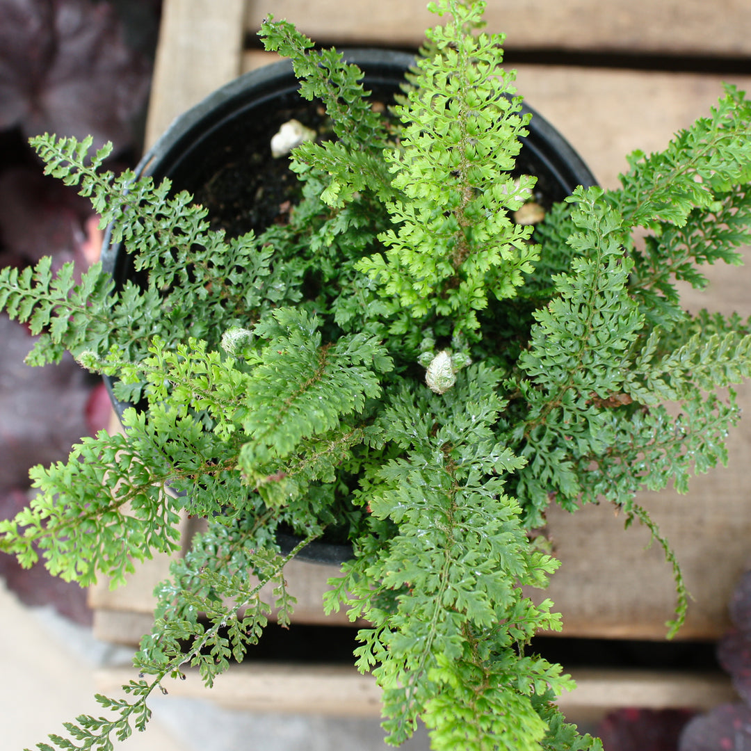 Polystichum setiferum 'Divisilobum' Alaskan Fern, 1 Quart Perennial