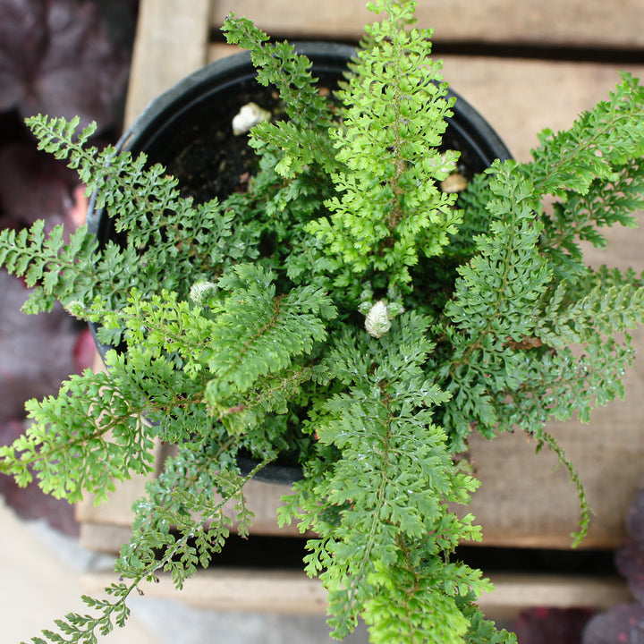 Polystichum setiferum 'Divisilobum' Alaskan Fern, 1 Quart Perennial
