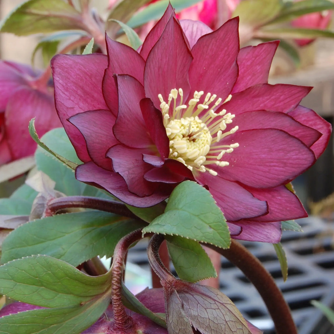 Helleborus 'Red Sapphire' Winter Jewels® Red Sapphire Hellebore, 1 Gallon Perennial