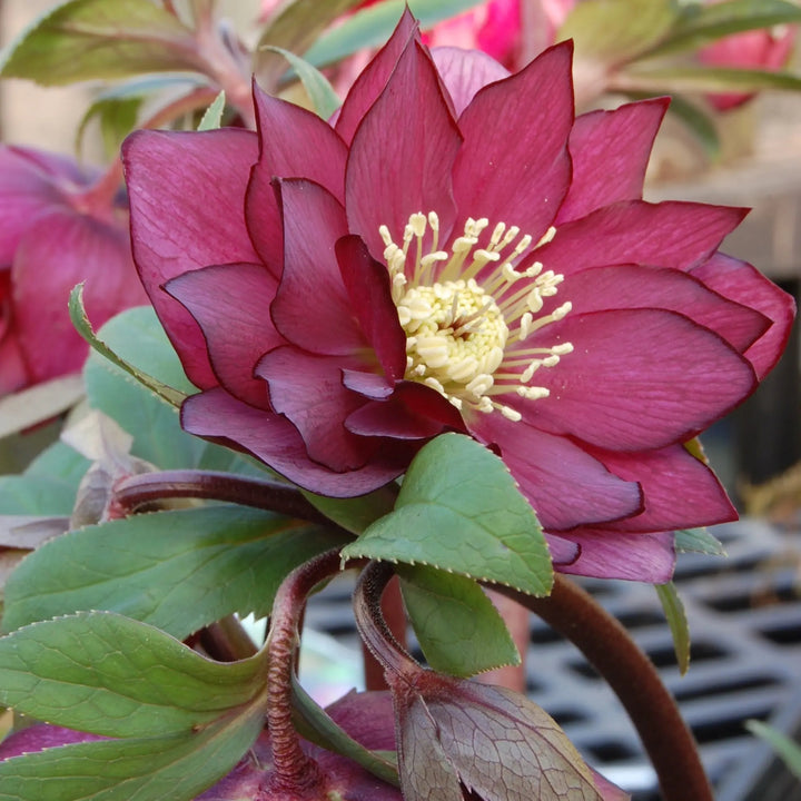 Helleborus 'Red Sapphire' Winter Jewels® Red Sapphire Hellebore, 1 Gallon Perennial