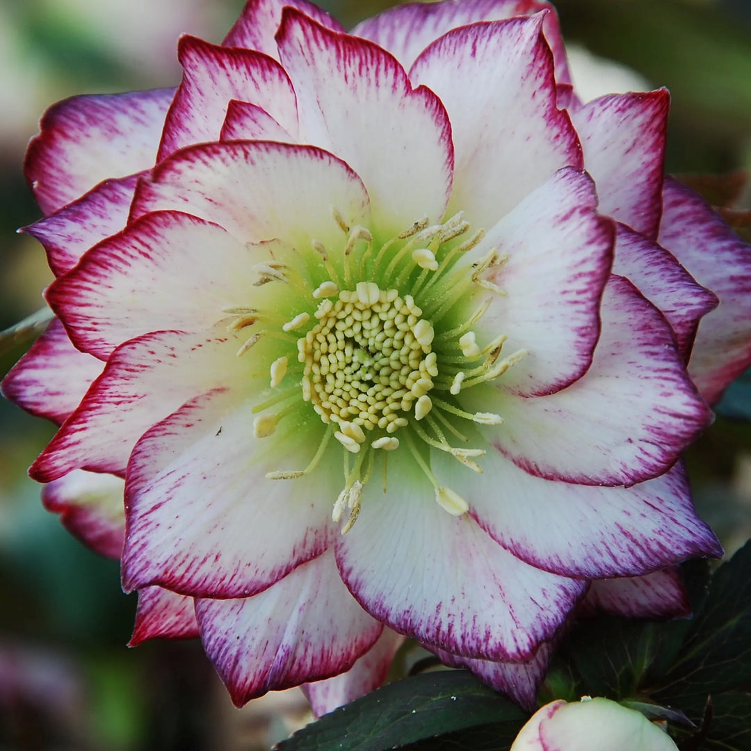 Helleborus 'Rose Quartz' Winter Jewels® Rose Quartz Hellebore, 1 Gallon Perennial