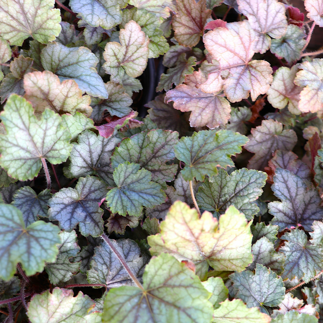Heucherella 'Cracked Ice' PP24690 Foamy Bells, 1 Gallon Perennial