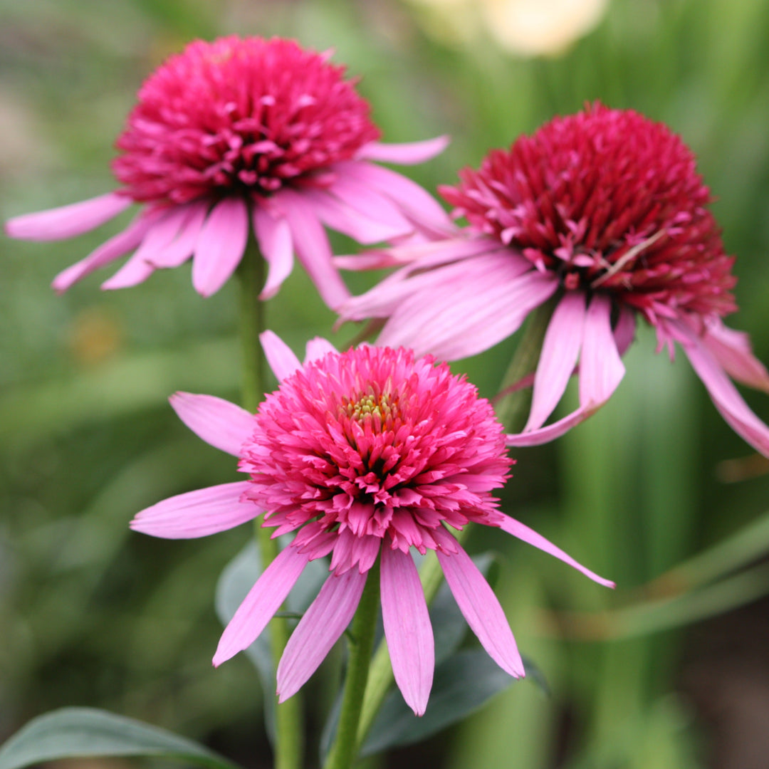 Echinacea 'Balscblum' PP23103 Double Scoop™ Bubble Gum Coneflower, 1 Gallon Perennial