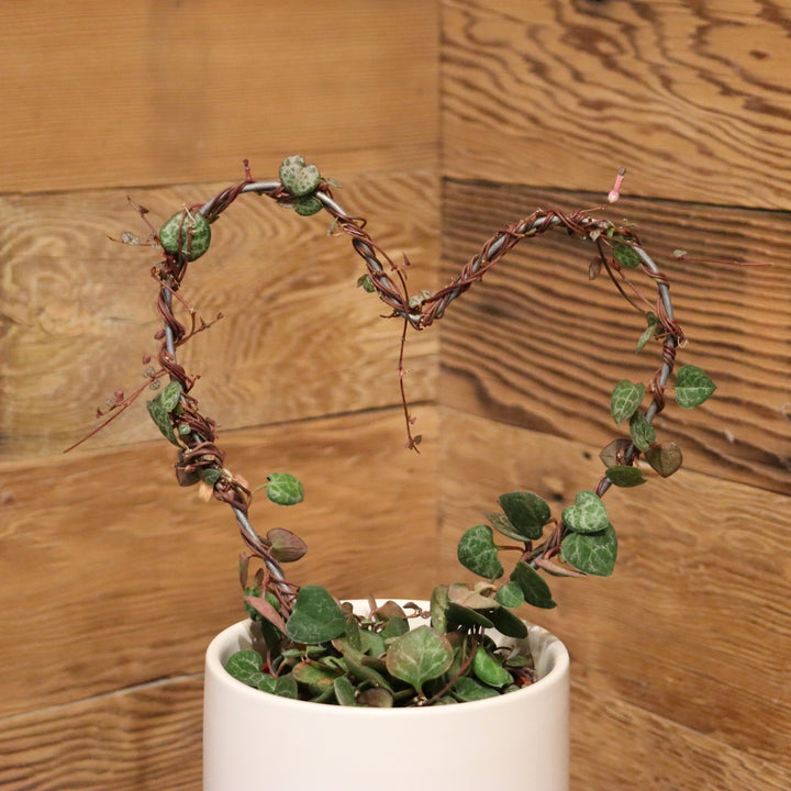 Ceropegia woodii Topiary Heart String of Hearts, Variegated String of Hearts, 4 Inch Houseplant