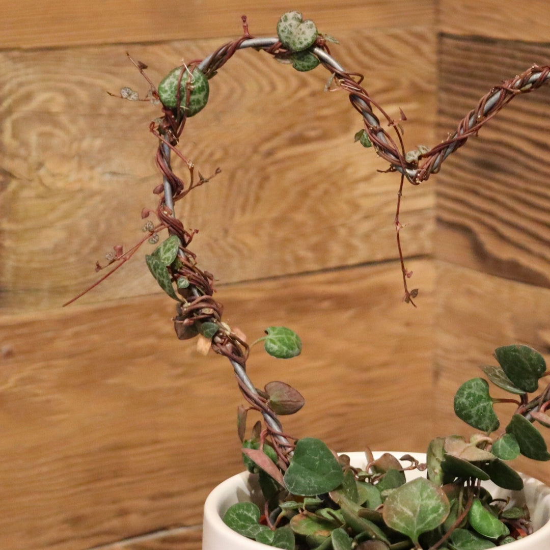 Ceropegia woodii Topiary Heart String of Hearts, Variegated String of Hearts, 4 Inch Houseplant