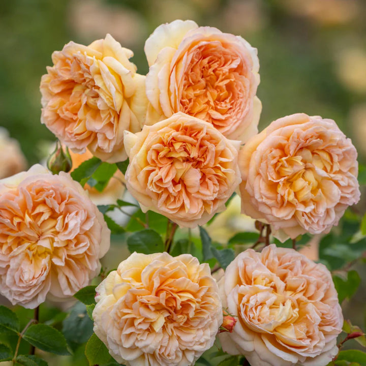 Rosa x 'AUSchimbley' Bathsheba Climbing David Austin Rose, 5 Gallon Shrub