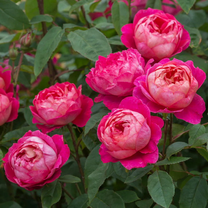 Rosa x 'Ausencart' Benjamin Britton Shrub David Austin Rose, 5 Gallon Shrub
