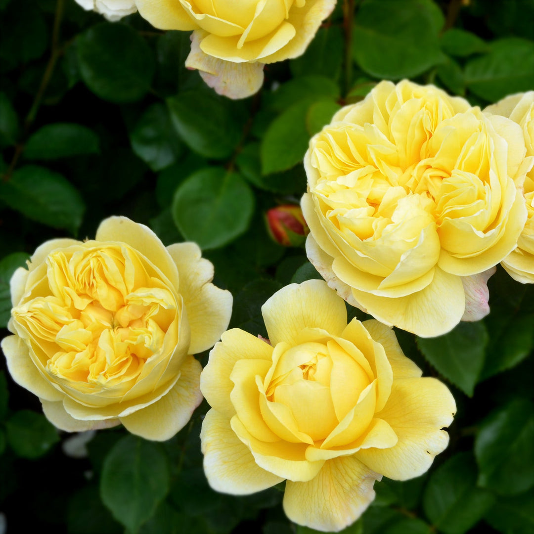 Rosa x 'Auspeet' Charles Darwin Shrub David Austin Rose, 5 Gallon Shrub