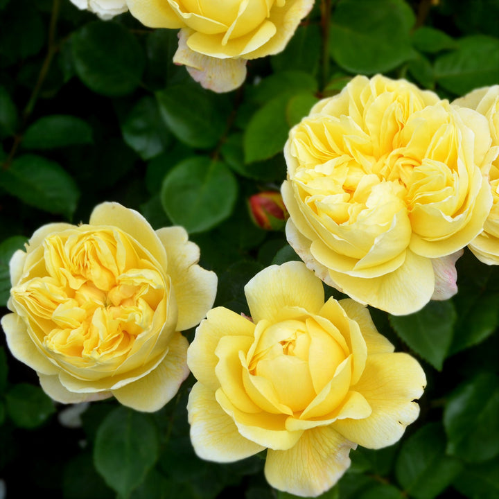 Rosa x 'Auspeet' Charles Darwin Shrub David Austin Rose, 5 Gallon Shrub