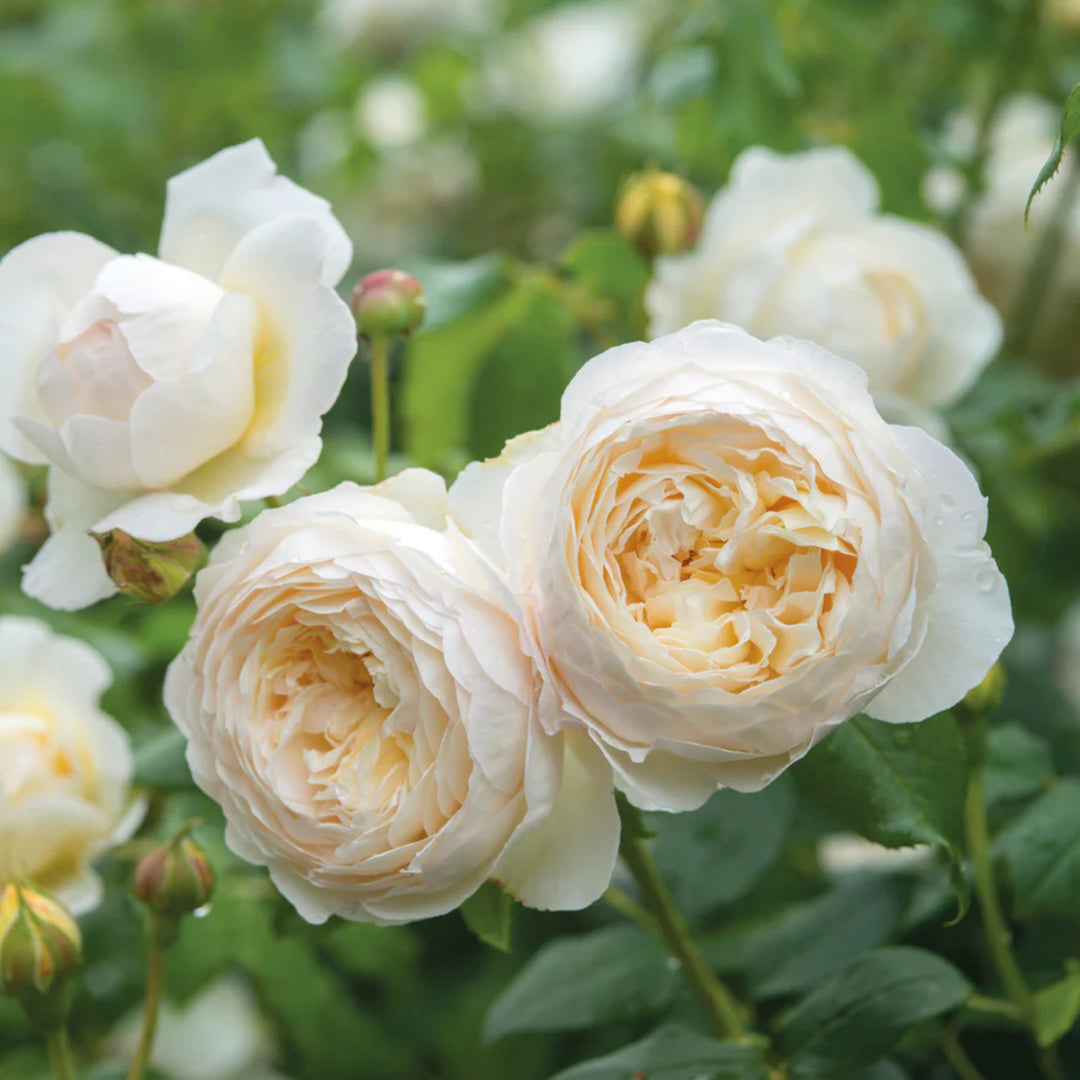 Rosa x 'Ausprior' Claire Austin Climbing David Austin Rose, 5 Gallon Shrub