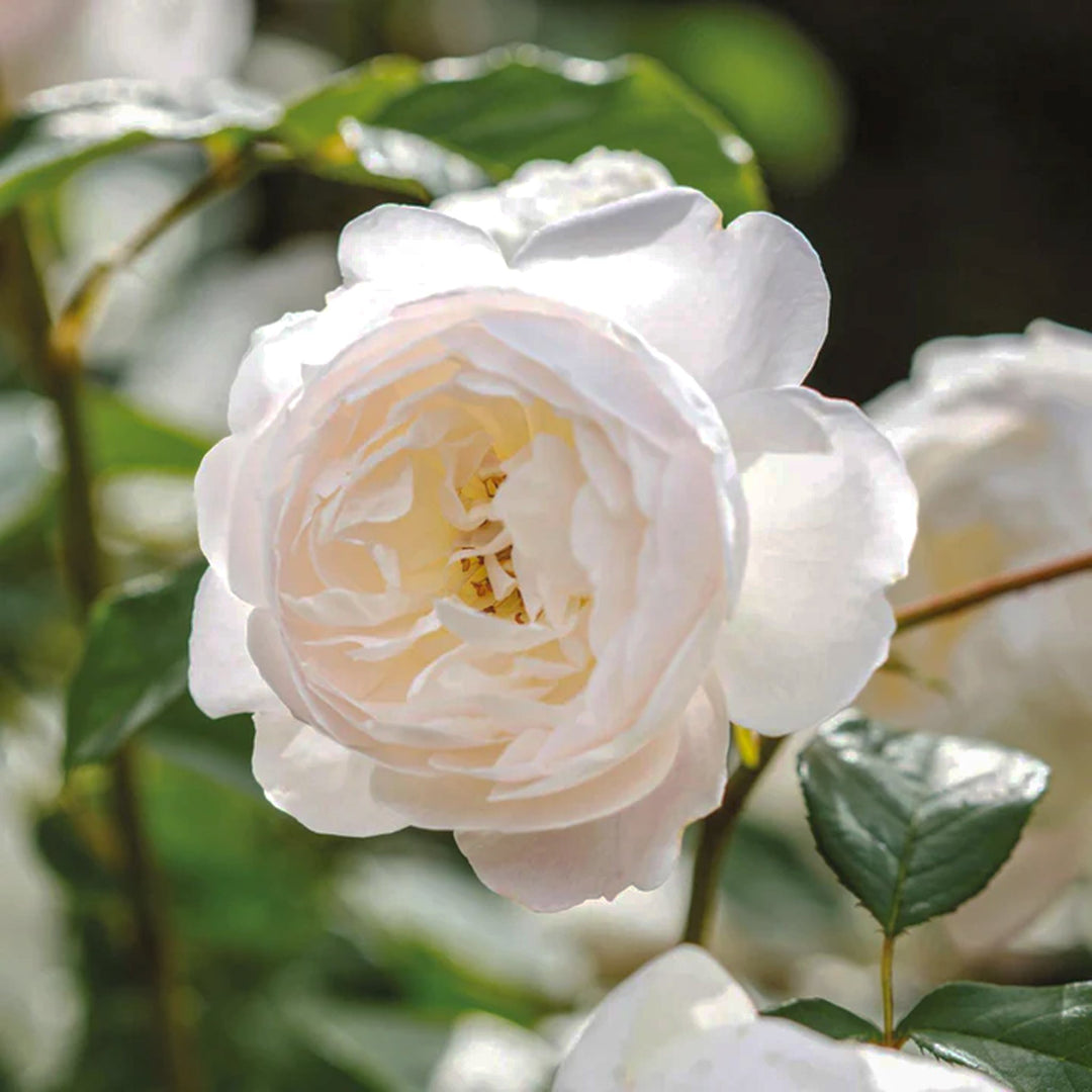 Rosa x 'Auskindling' Desdemona Shrub David Austin Rose, 5 Gallon Shrub