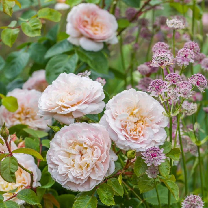 Rosa x 'Ausseamshaw' Emily Bronte Shrub David Austin Rose, 5 Gallon Shrub