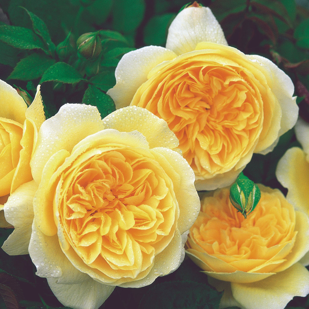 Rosa x 'Ausbaker' Teasing Georgia Climbing David Austin Rose, 5 Gallon Shrub