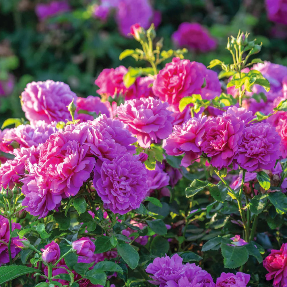 Rosa x 'Auskitchen' Princess Anne Shrub David Austin Rose, 5 Gallon Shrub