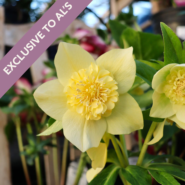 Helleborus 'Golden Daffodil' Winter Jewels® Golden Daffodil Hellebore, 1 Gallon Perennial