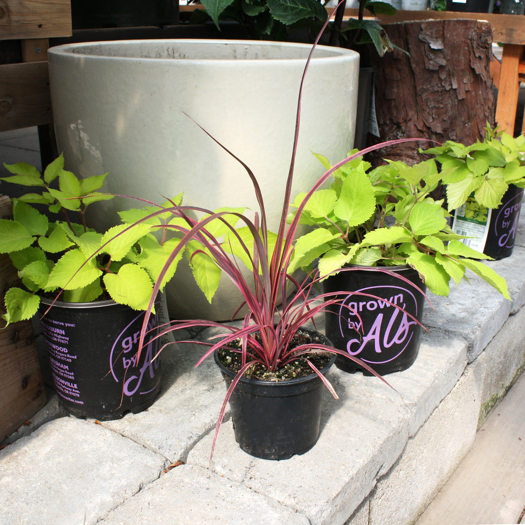 Cordyline australis 'Salsa' PP26154 Cordyline, 1 Quart Perennial