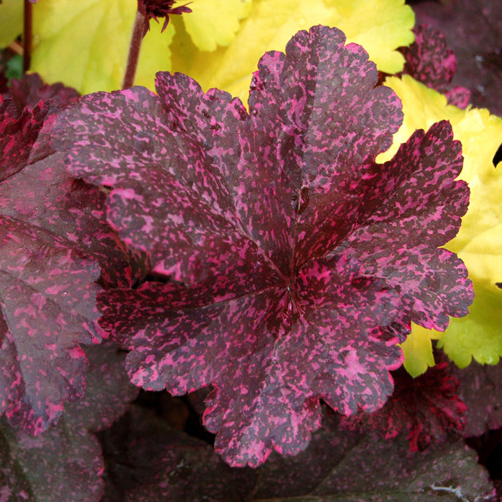 Heuchera 'Lime Ruffles' PP25604 Lime Ruffles™ Coral Bells, 1 Gallon Perennial