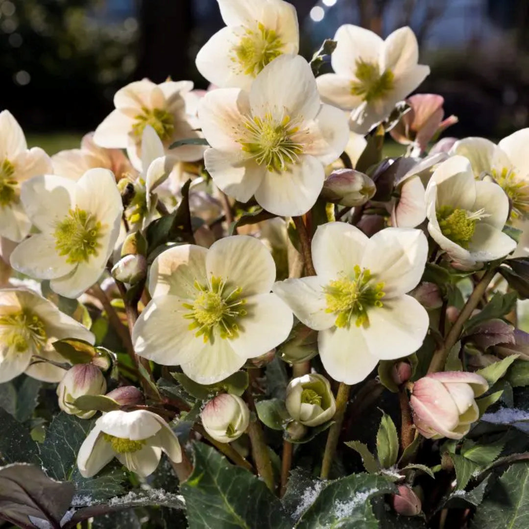 Helleborus x ericsmithii 'COSEH 790' PP22424 HGC® Shooting Star Hellebore, 1 Gallon Perennial
