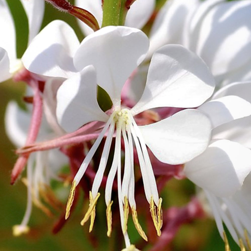 Gaura lindheimeri 'KLEGL14844' Belleza® White Wand Flower, 1 Gallon Perennial