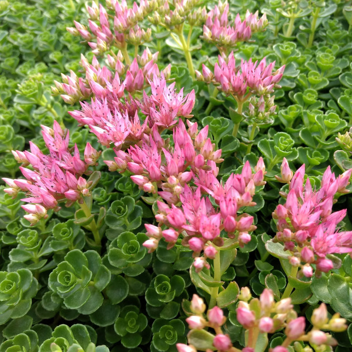 Sedum 'John Creech' Creeping Sedum, 1 Quart Perennial