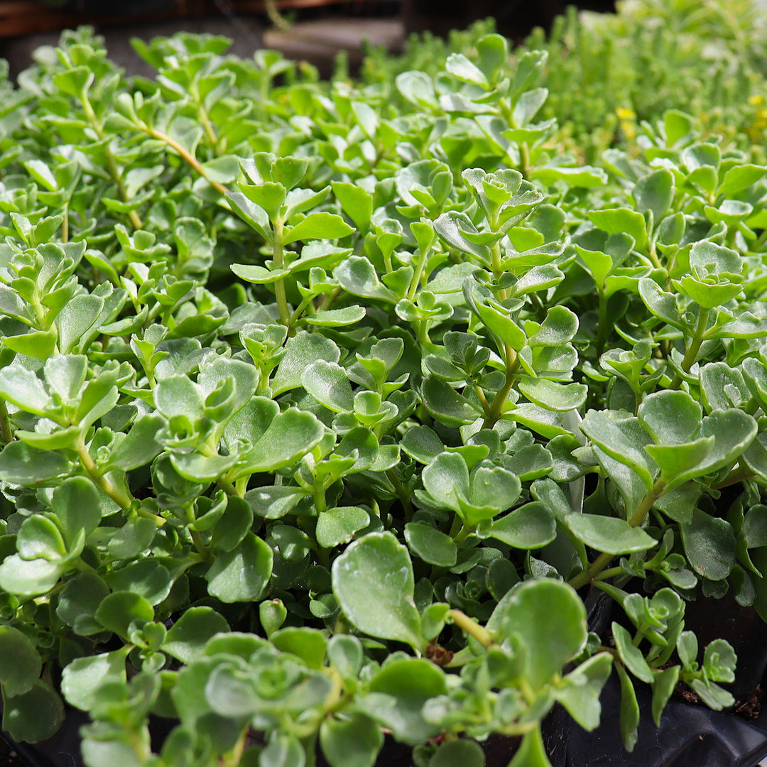 Sedum 'John Creech' Creeping Sedum, 1 Quart Perennial